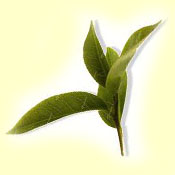 feuilles de thé